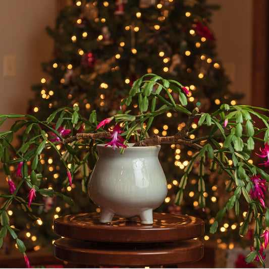 Christmas Cactus