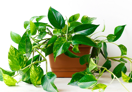 Top 5 Easiest Houseplants to Keep Alive