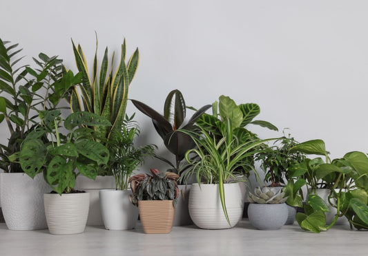 Top 5 Easiest Houseplants to Keep Alive