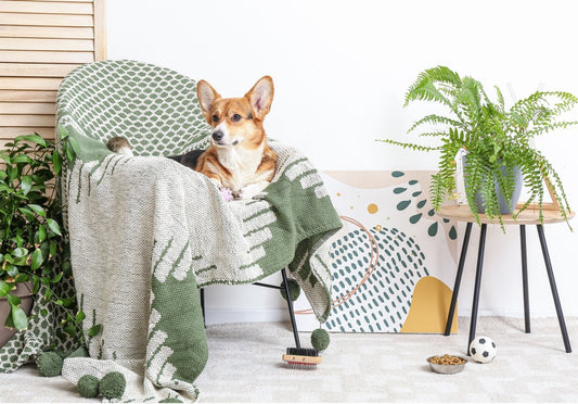 Why Are Some Plants Unsafe for Pets?