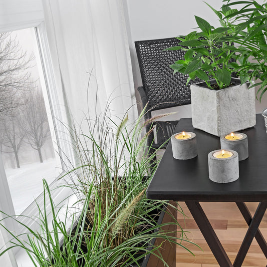 Winterizing Your Houseplants