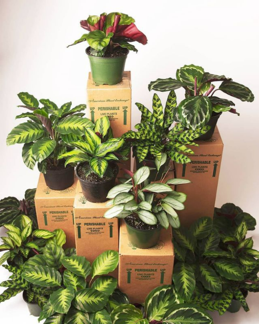 Different Varieties of Prayer Plants