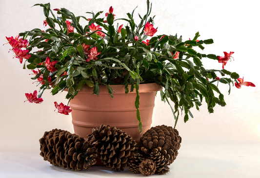 Christmas Cactus