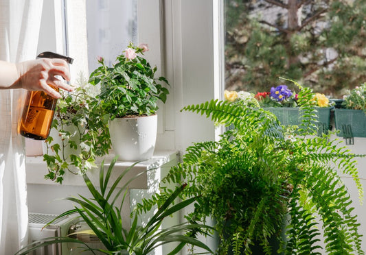 Tips for Growing Ferns