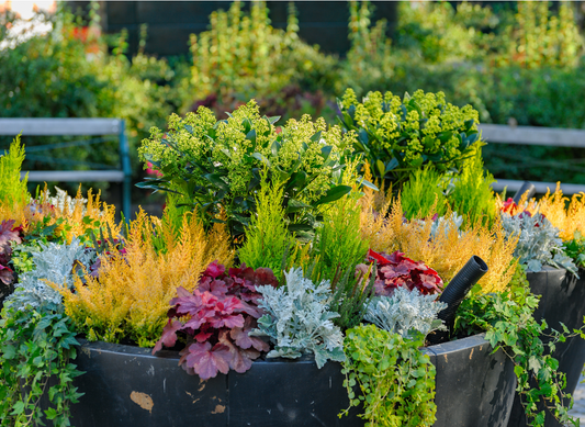 Fall Container Plants