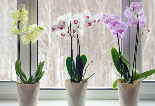 Orchids