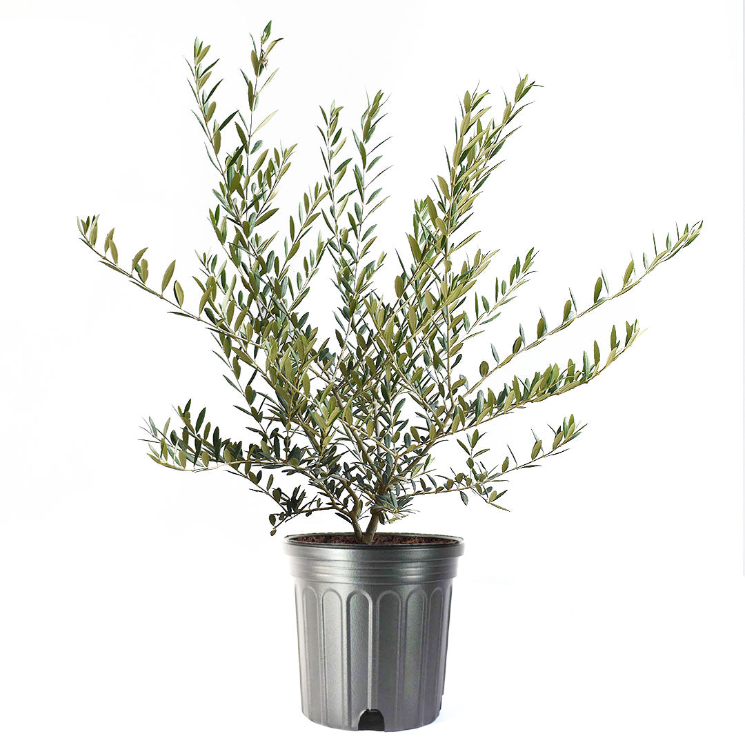 Arbequina Olive Tree, 8" Pot