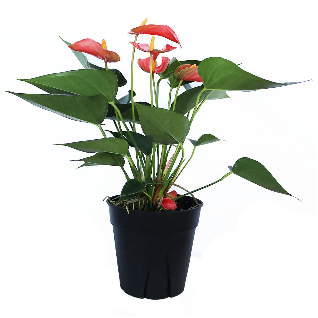 anthurium asndraeanum Peach Anthurium Flamingo Flower, 6-Inch Pot