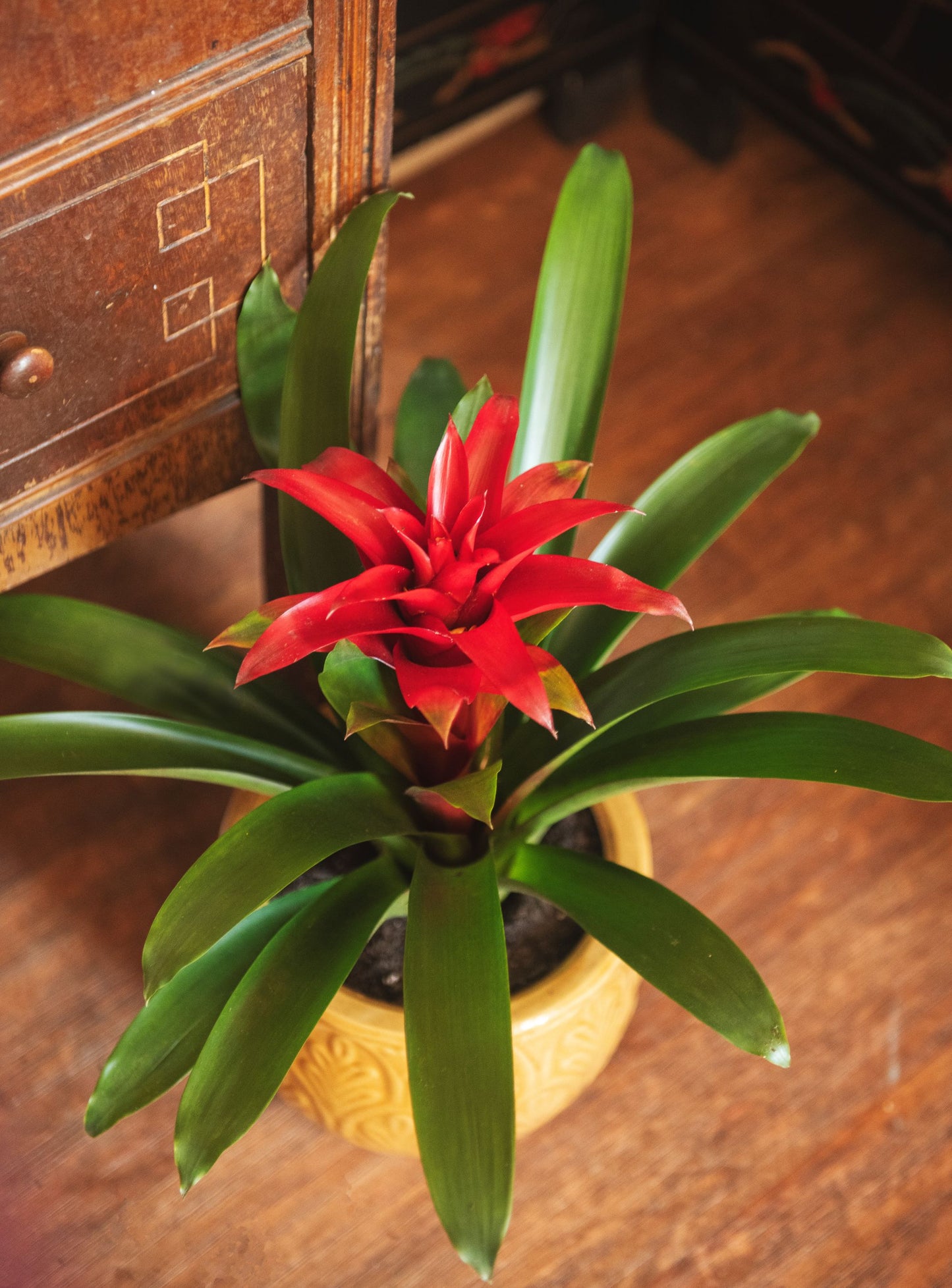 Bromeliad Guzmania, 6" Pot, Growers Choice Color