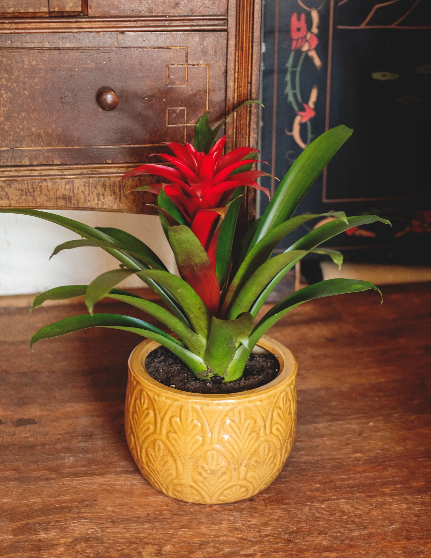 Bromeliad Guzmania, 6" Pot, Growers Choice Color