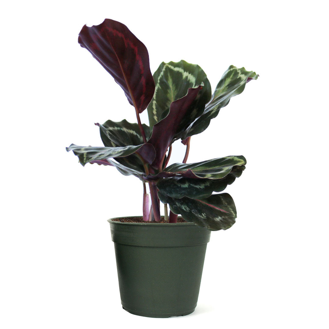 is a peacock plant a prayer plant Calathea Medallion, Peacock, Live Prayer Plant, Small 4-Inch Pot