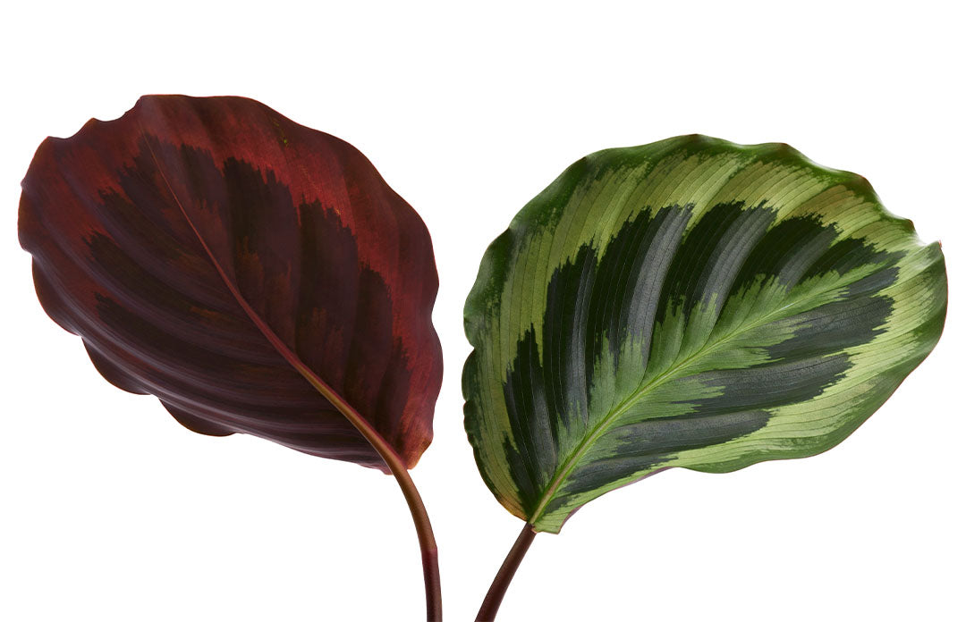 Calathea Medallion, Peacock, Live Prayer Plant, Small 4-Inch Pot