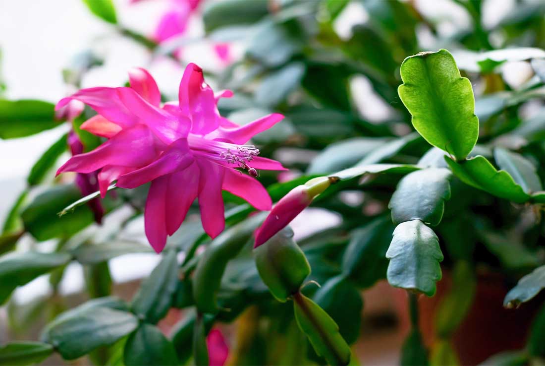 Christmas Cactus Plant, 8-Inch Pot, Hanging Basket, Indoor Houseplant, Assorted Colors Growers Choice