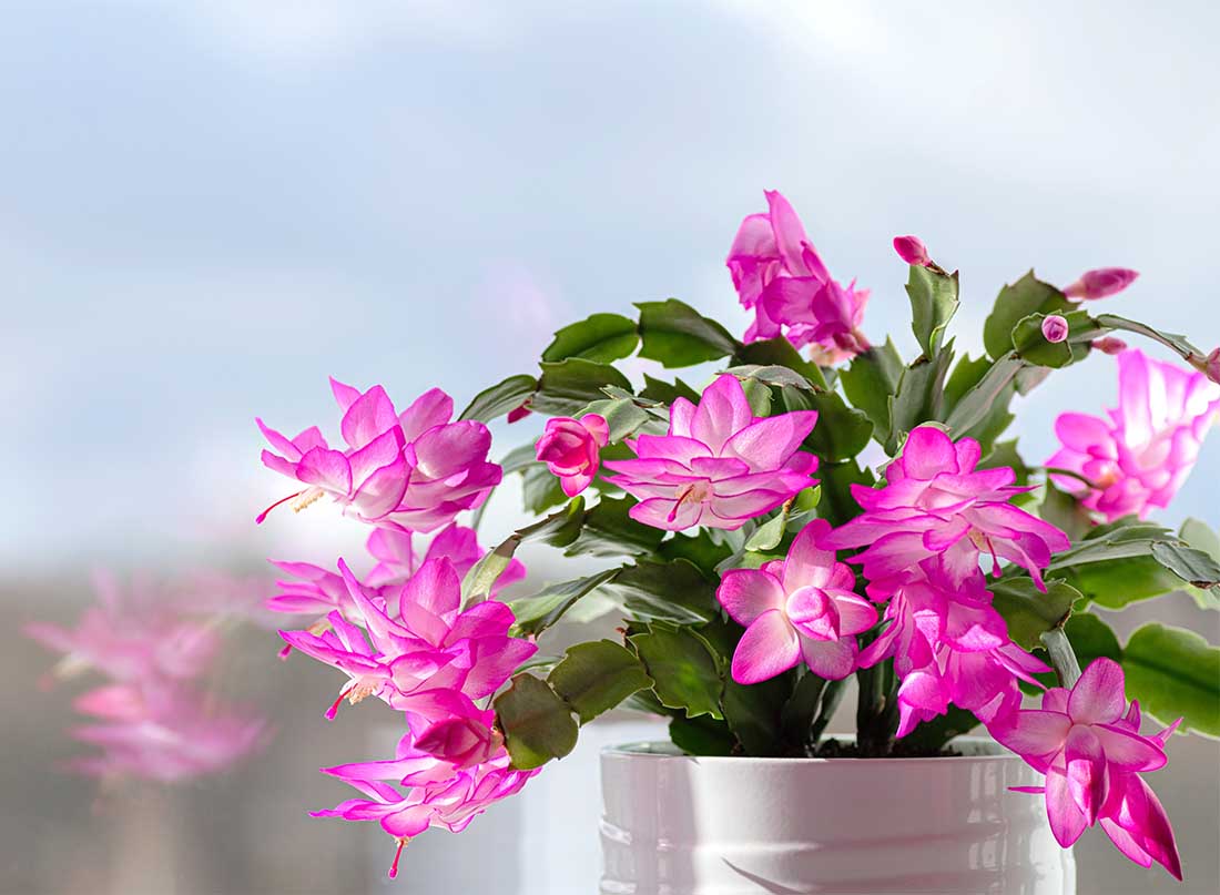 Christmas Cactus Plant, 4-Inch Pot, Pack of 4, Stylish Pot Cover Included, Indoor Houseplant, Assorted Colors Growers Choice