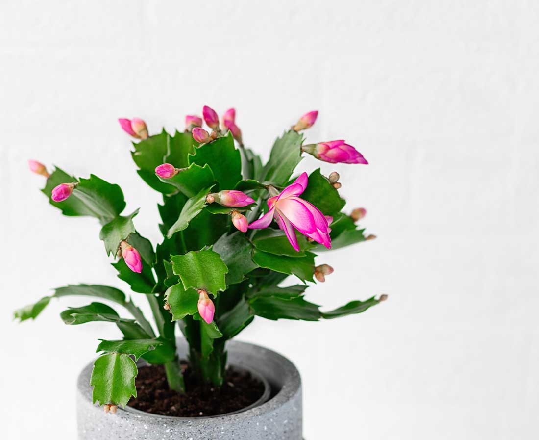 Christmas Cactus Plant, 4-Inch Pot, Pack of 4, Stylish Pot Cover Included, Indoor Houseplant, Assorted Colors Growers Choice