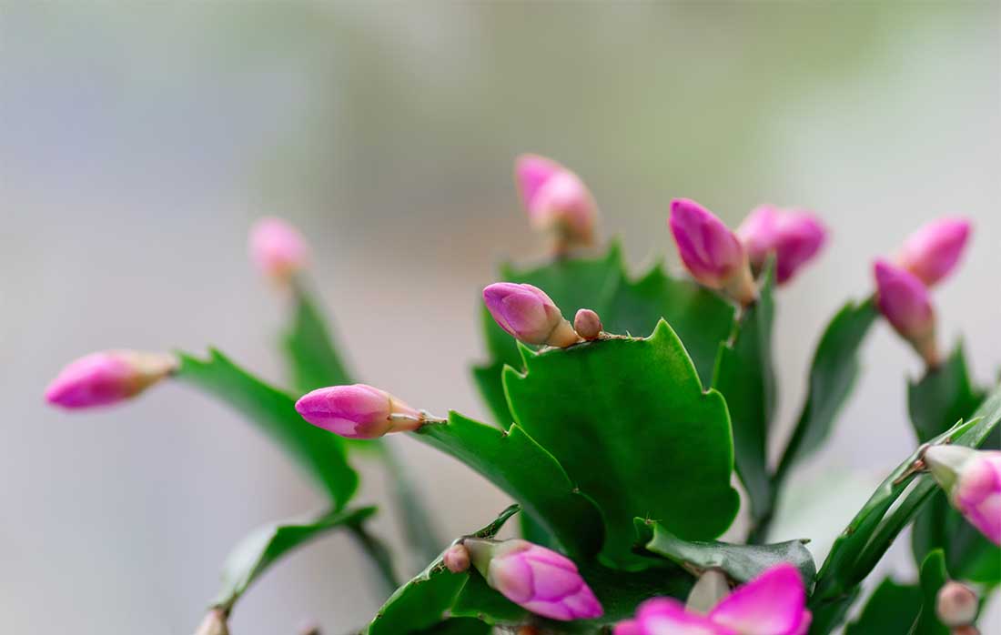 Christmas Cactus Plant, 4-Inch Pot, Pack of 4, Stylish Pot Cover Included, Indoor Houseplant, Assorted Colors Growers Choice