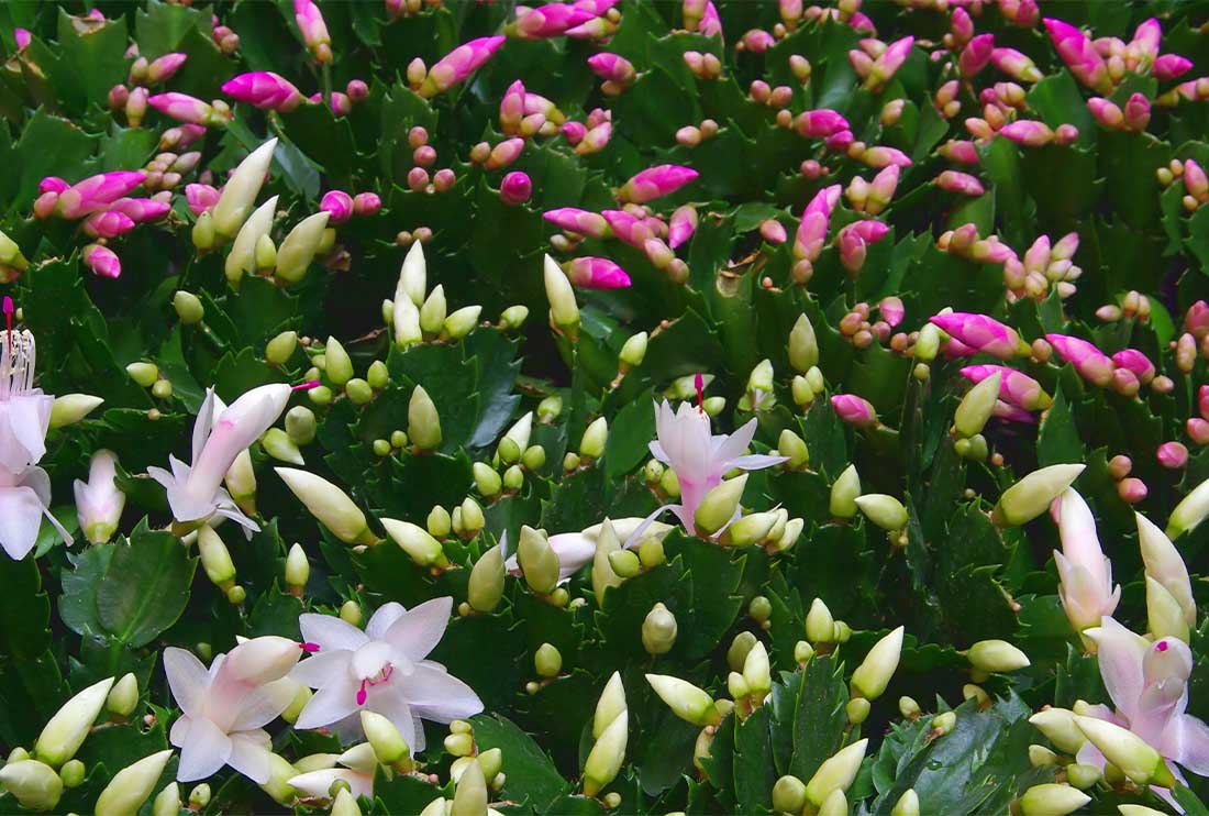 Christmas Cactus Plant, 8-Inch Pot, Hanging Basket, Indoor Houseplant, Assorted Colors Growers Choice