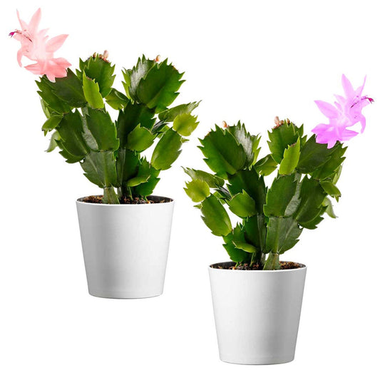 Christmas Cactus Plant, 4-Inch Pot, Pack of 2, Stylish Pot Cover Included, Indoor Houseplant, Assorted Colors Growers Choice