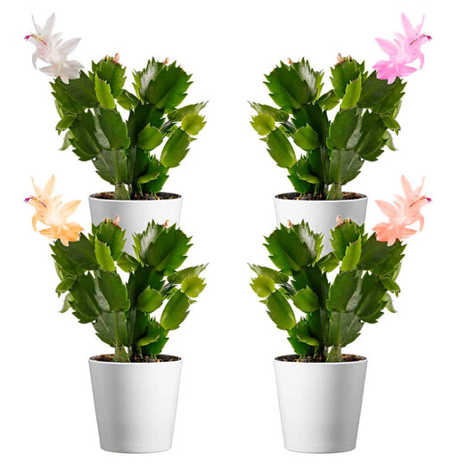 Christmas Cactus Plant, 4-Inch Pot, Pack of 4, Stylish Pot Cover Included, Indoor Houseplant, Assorted Colors Growers Choice