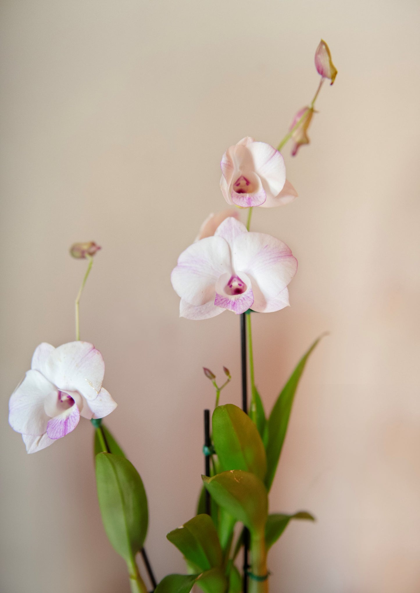 Dendrobium Orchid, 4" Pot, Growers Choice Color