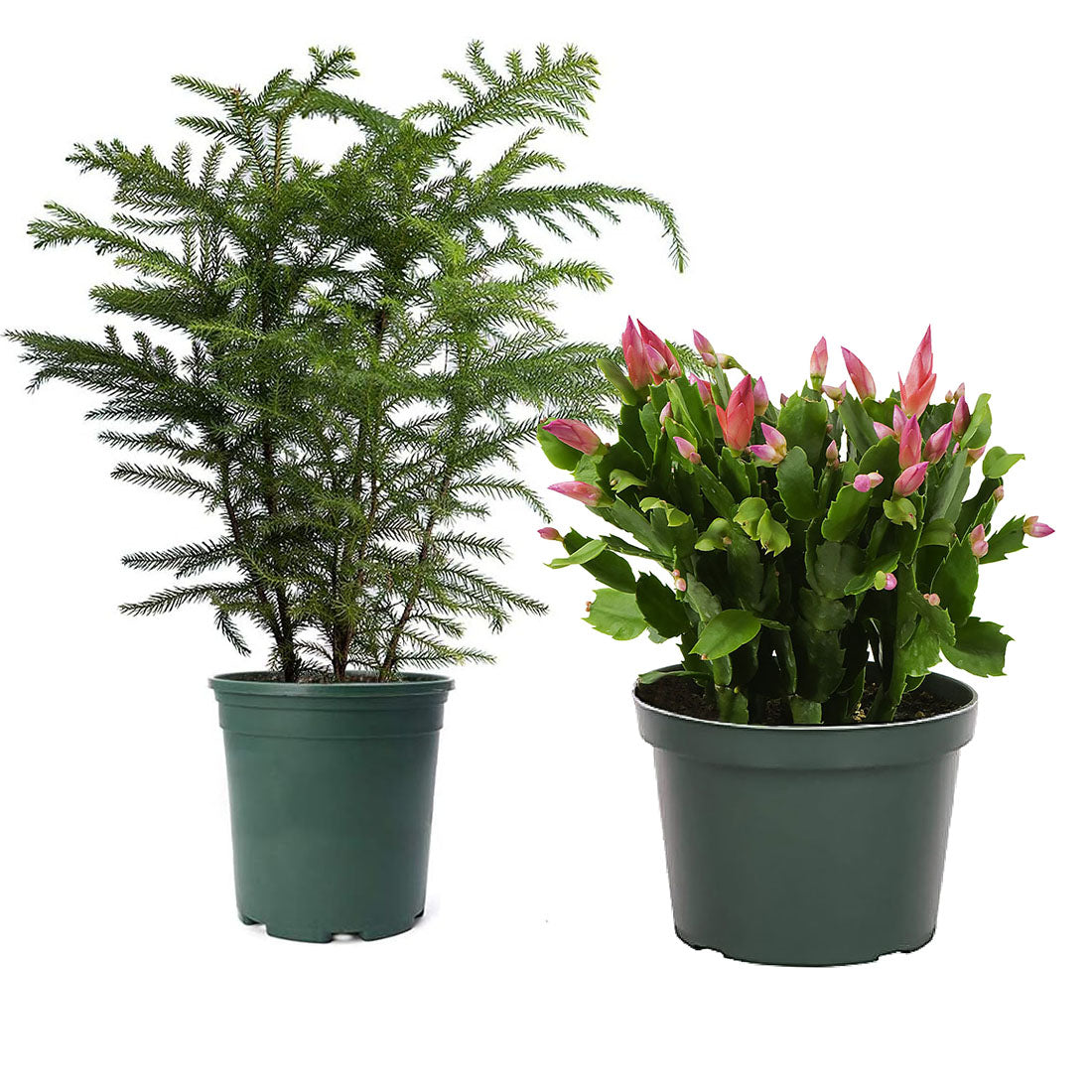 christmas indoor plant pots Holiday Bundle, Christmas Cactus & Norfolk Pine, 6-Inch Pots – AmericanPlantExchange