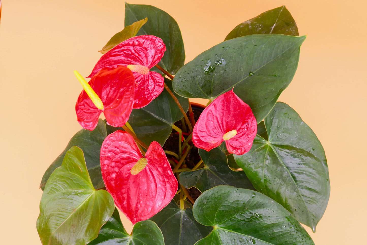 Red Anthurium Flamingo Flower, 6-Inch Pot