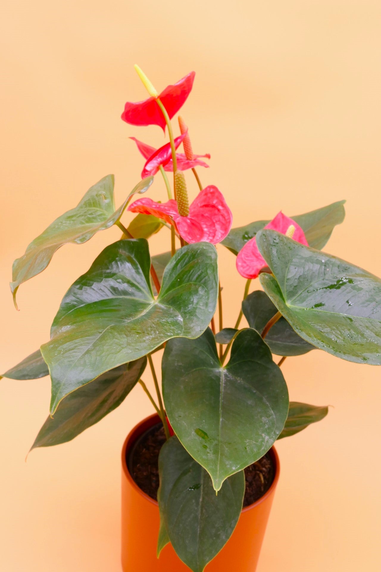 Red Anthurium Flamingo Flower, 6-Inch Pot