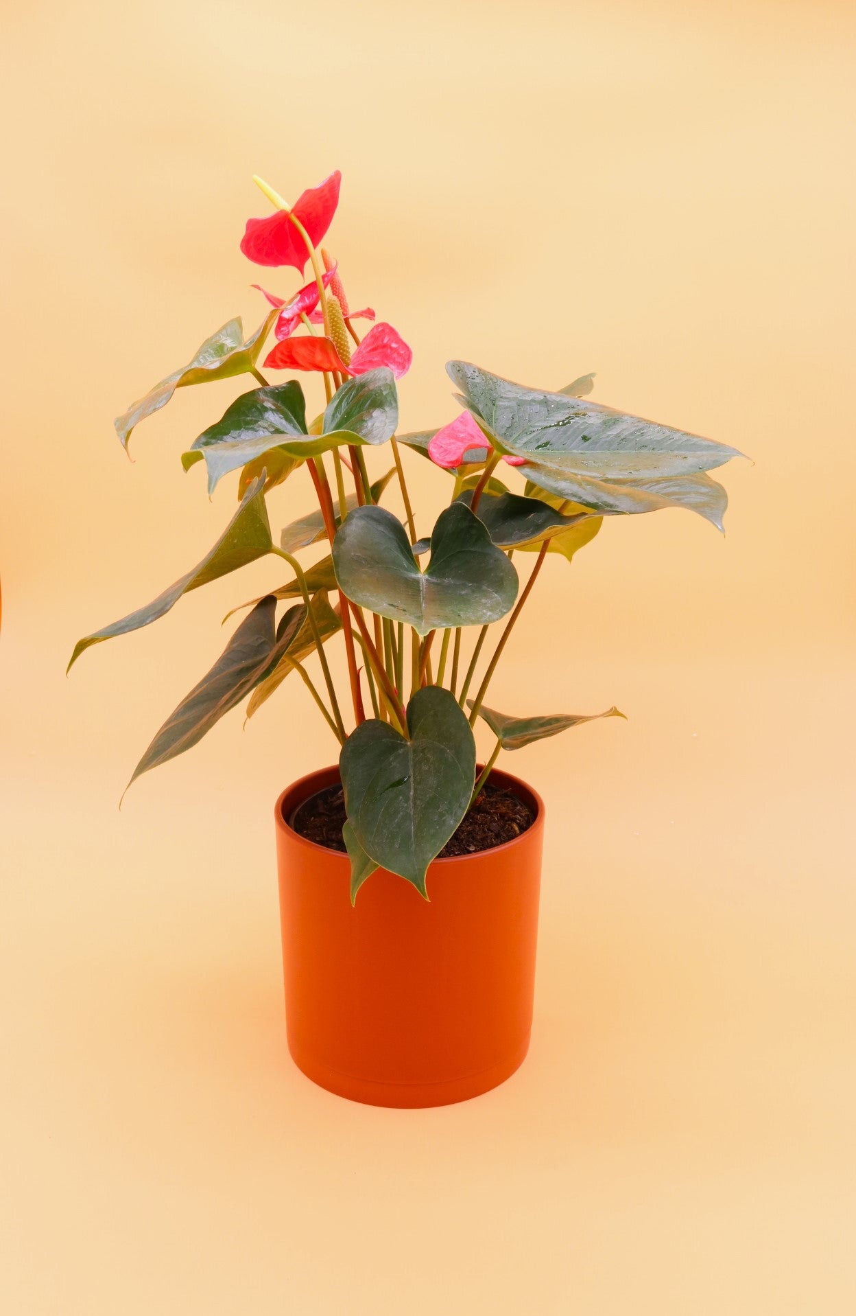 Red Anthurium Flamingo Flower, 6-Inch Pot