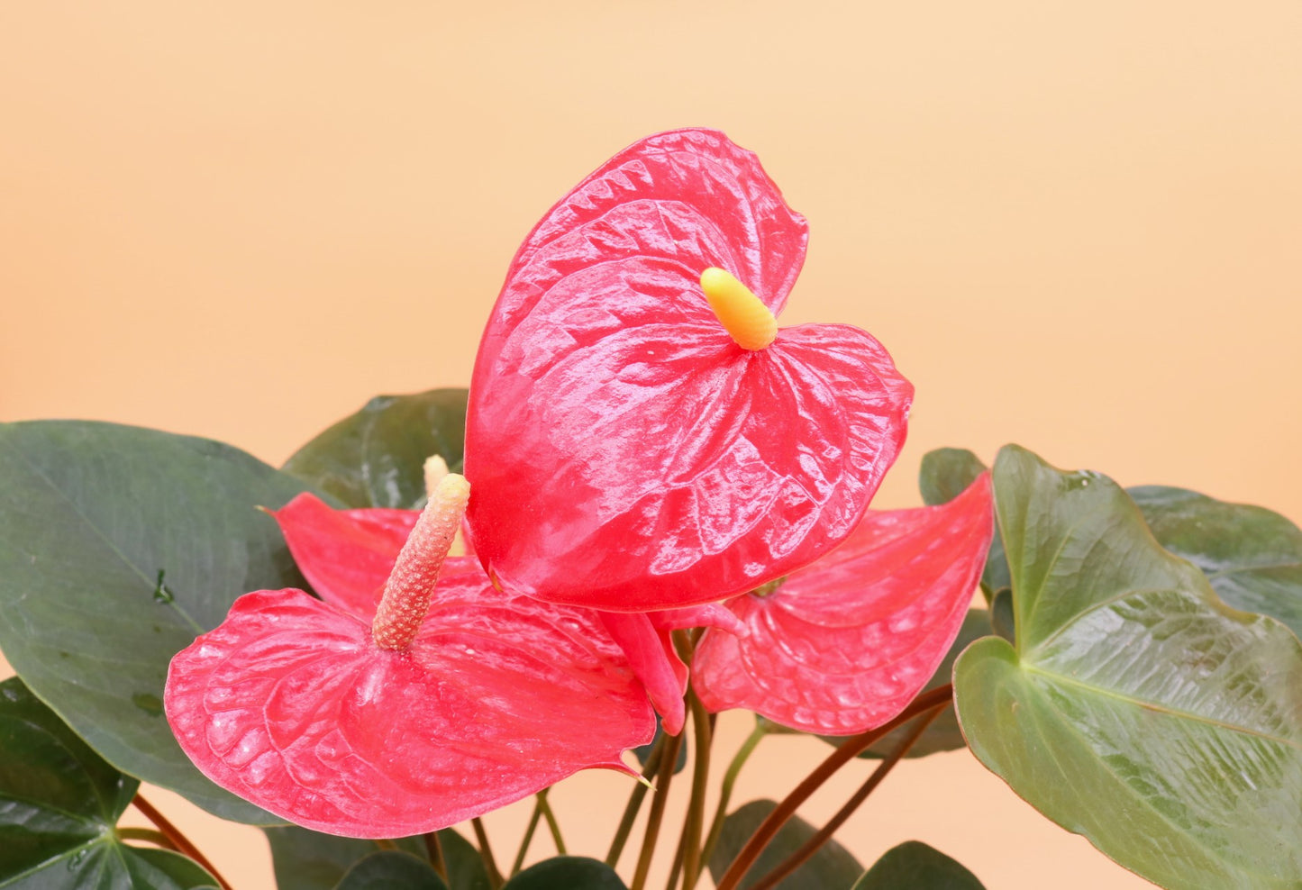 Red Anthurium Flamingo Flower, 6-Inch Pot