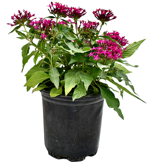 Lipstick Penta, 6" Pot, Dark Pink Blooms