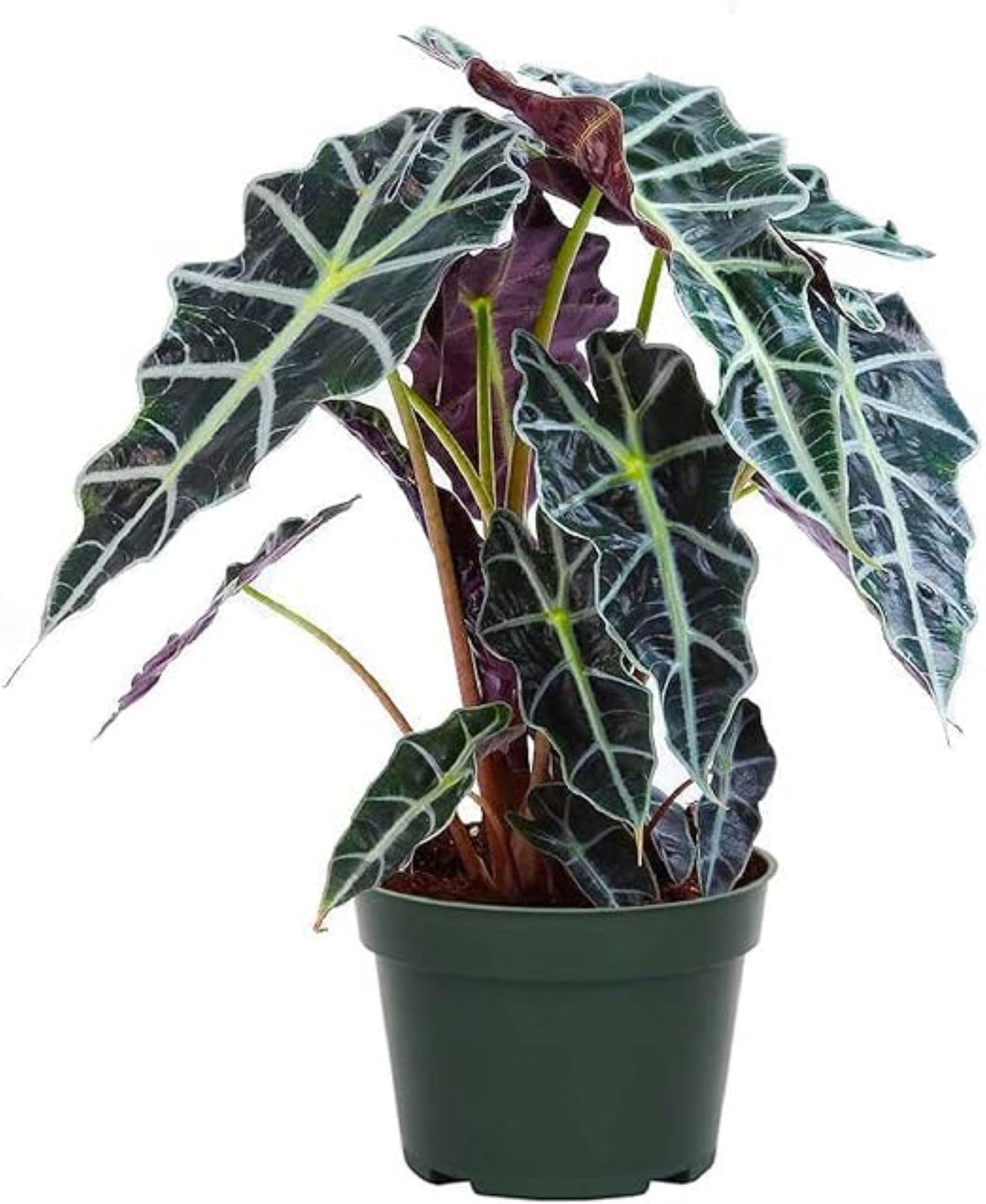 Alocasia Polly, 6" Pot
