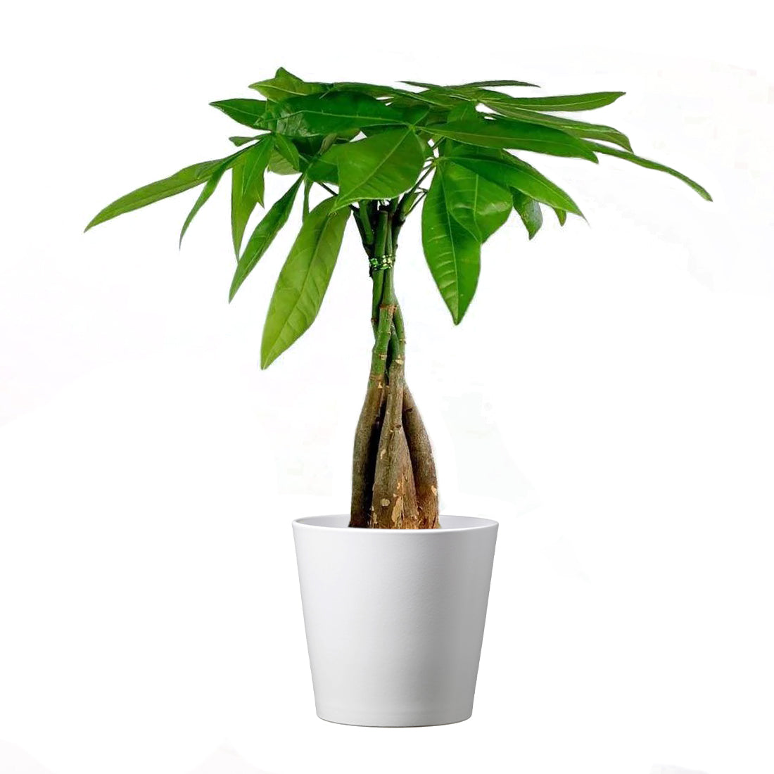 Braided Money Tree, Indoor Air Purifier, Live Houseplant, 6" Stylish Pot Cover Included.