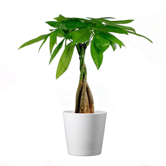 Braided Money Tree, Indoor Air Purifier, Live Houseplant, 4" Stylish Pot Cover Included.