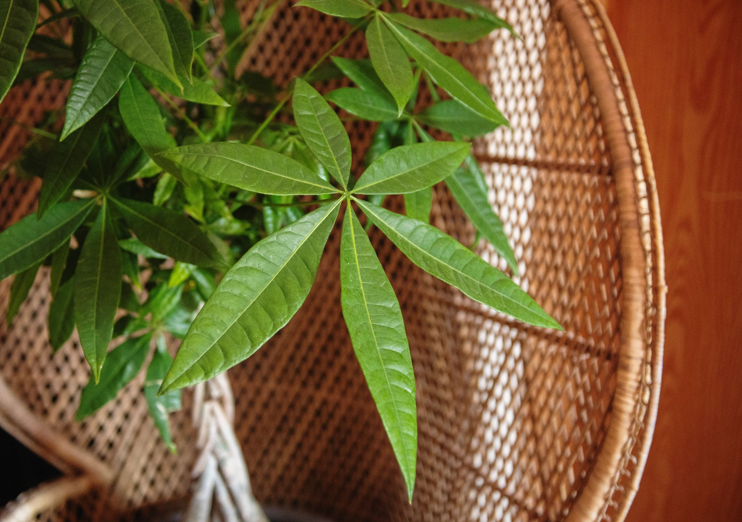 Money Tree, 10" Pot,