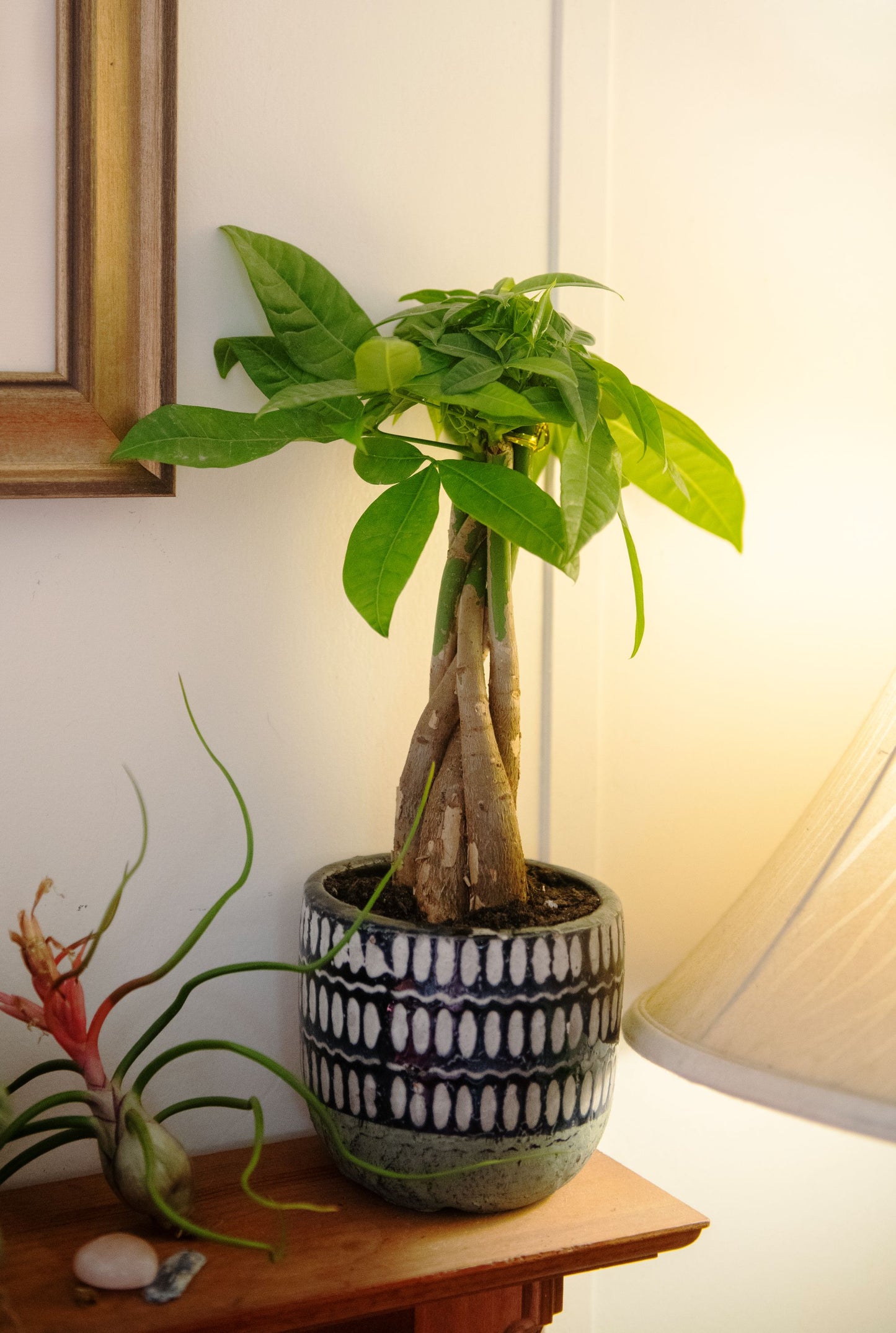 Braided Money Tree, Indoor Air Purifier, Live Houseplant, 6" Stylish Pot Cover Included.