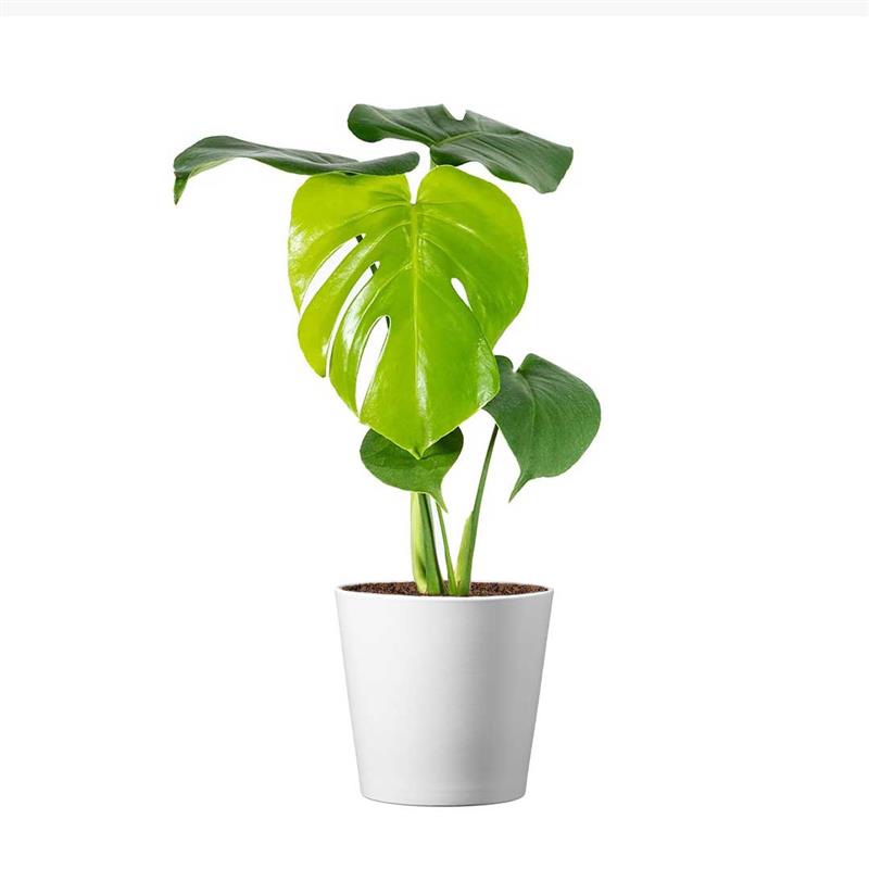 monstera deliciosa en pot Monstera Deliciosa, 4" Pot, Stylish Pot Cover Included
