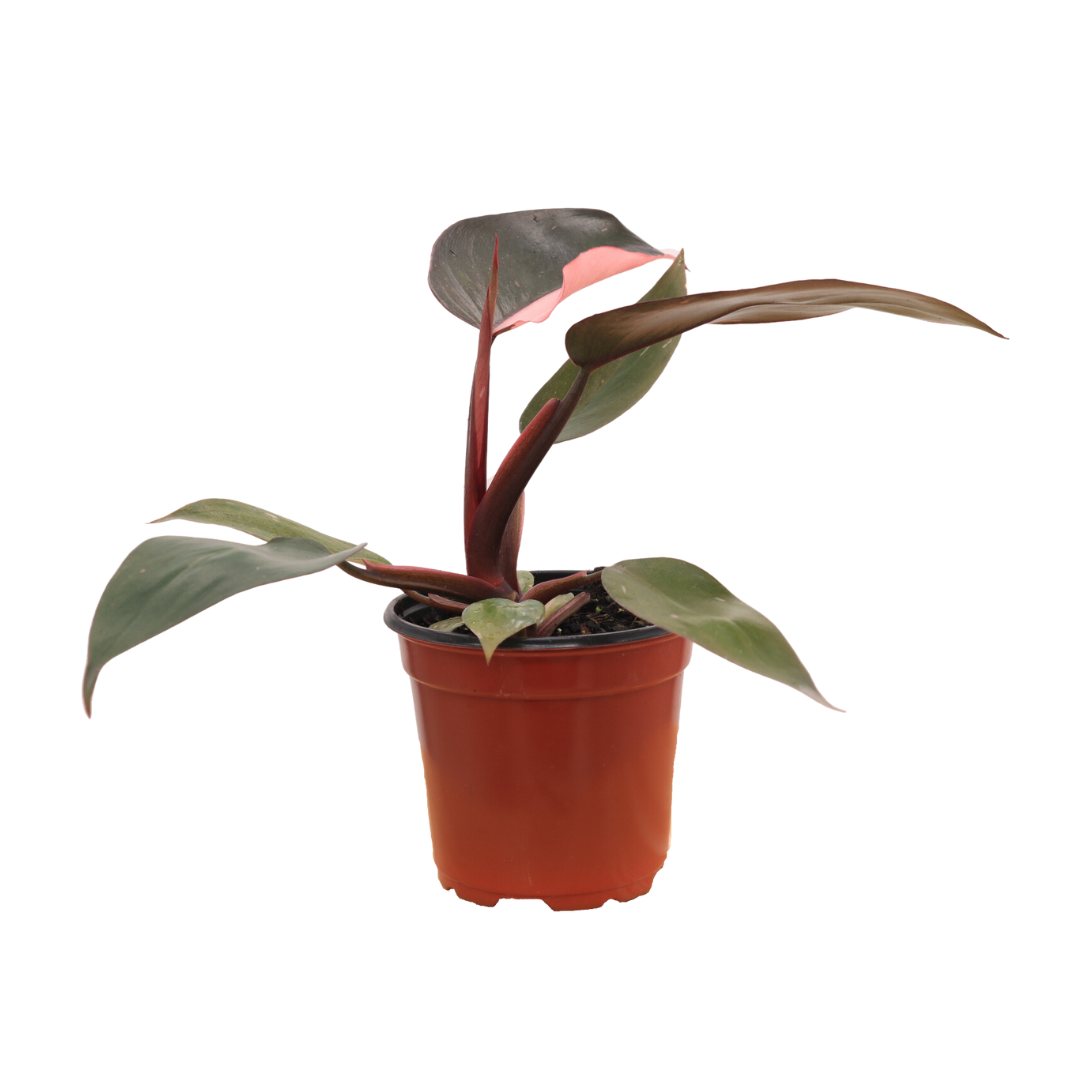 Philodendron Pink Princess (PPP) 4 inch potted plants, Live House Plant, Pink Plants, Rare House sold Plants, Climbing Philodendron, US Seller