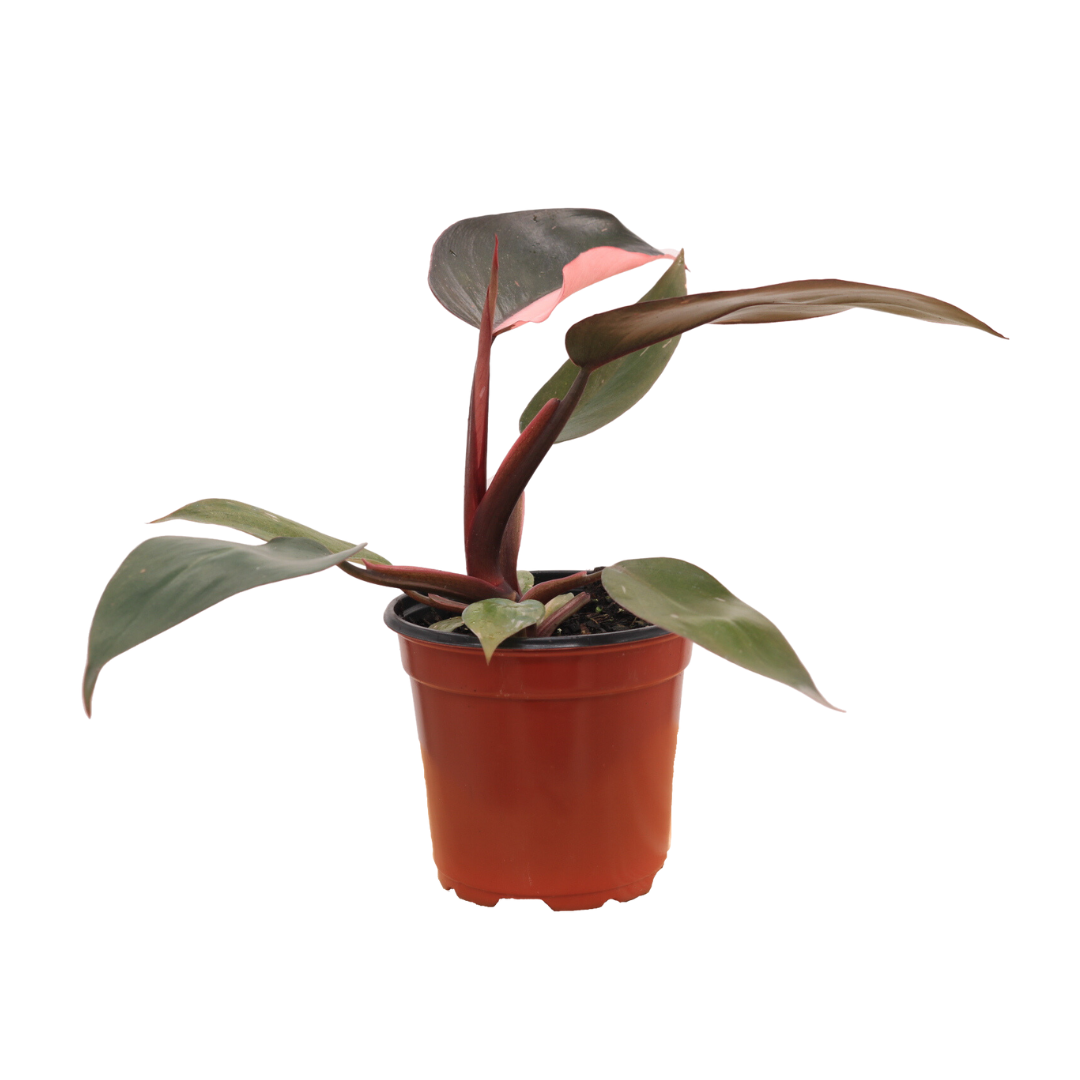 Philo Pink Princess, 4" Pot