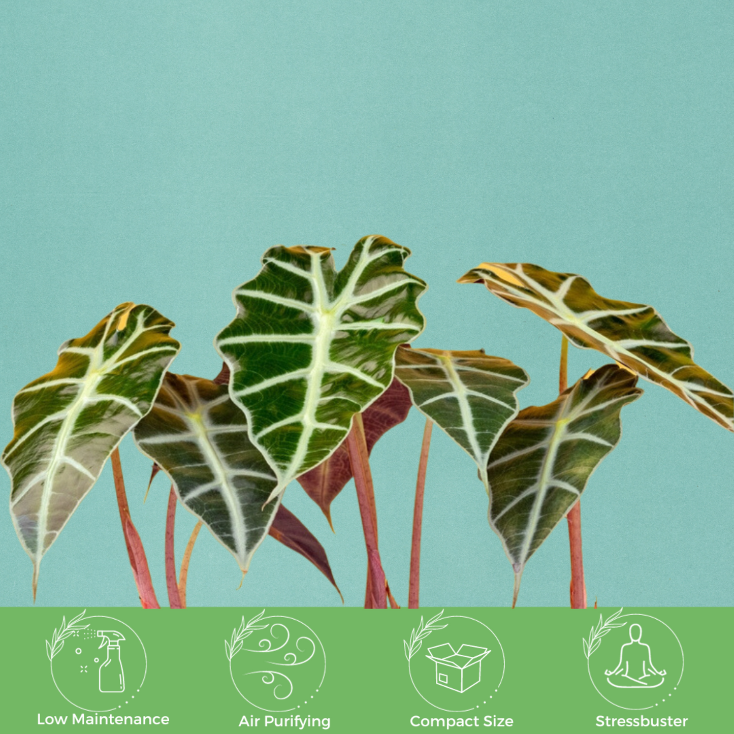 Alocasia Polly, 6" Pot