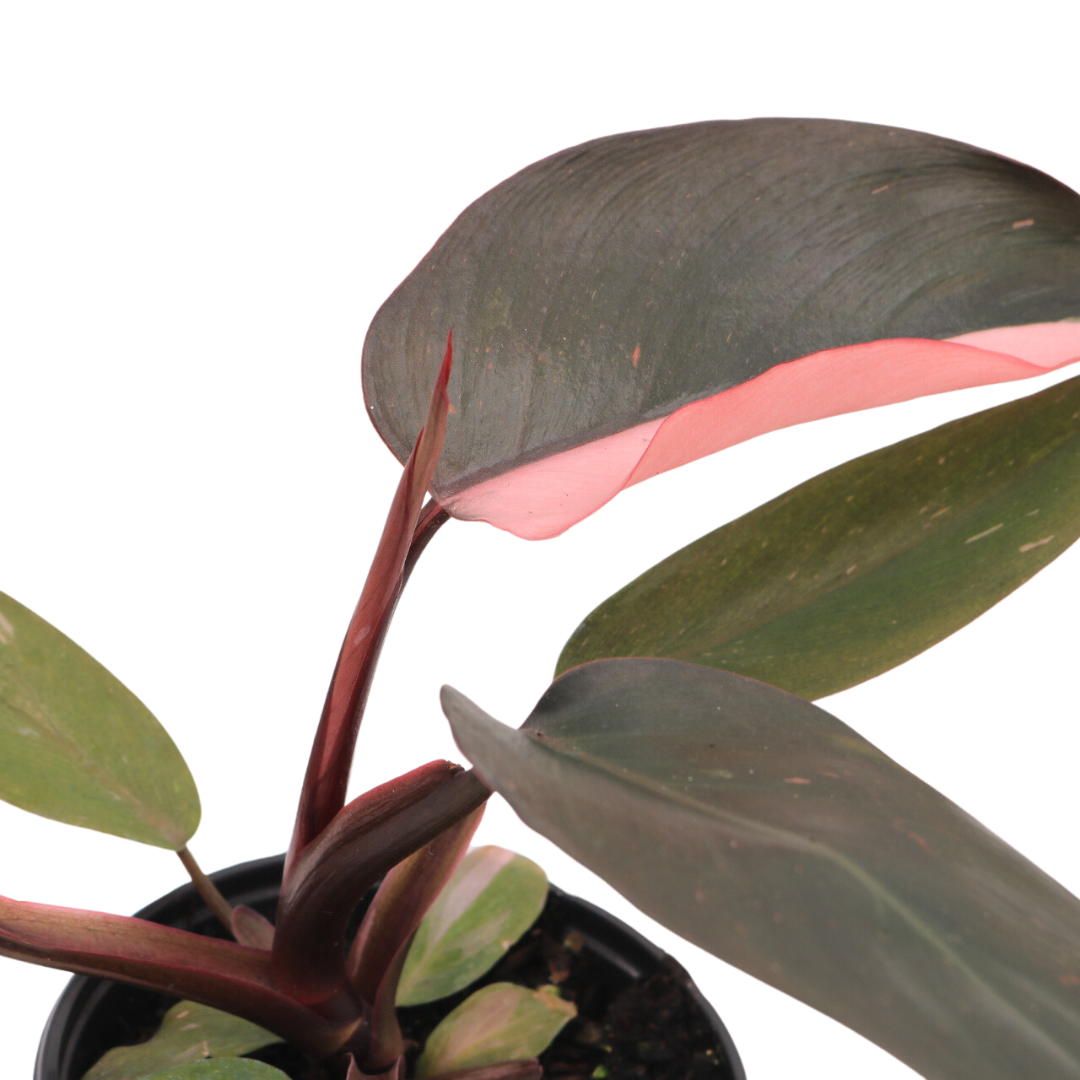 Philo Pink Princess, 4" Pot