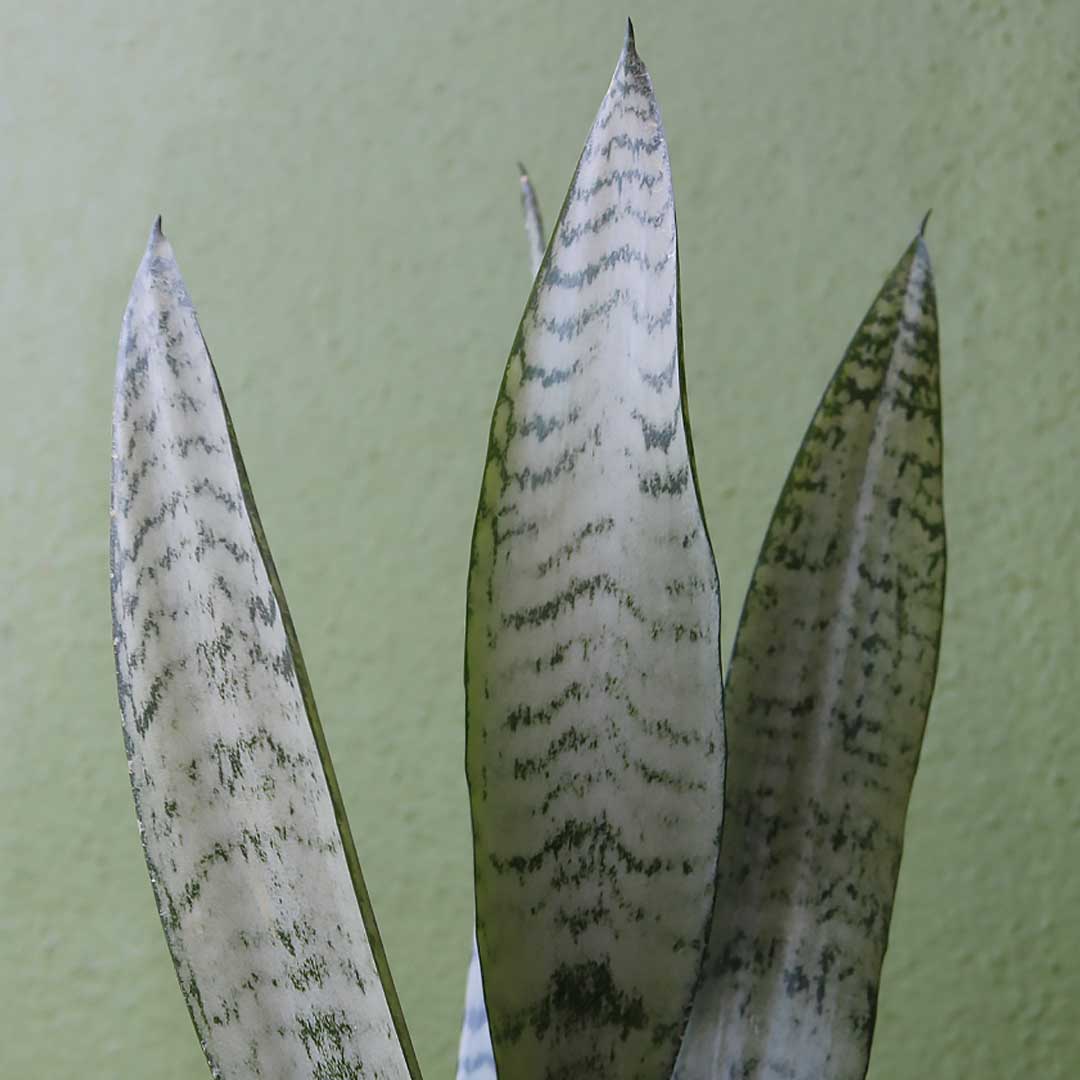 Sansevieria Trifasciata Zeylanica, 4" Pot, Includes Stylish Pot Cover