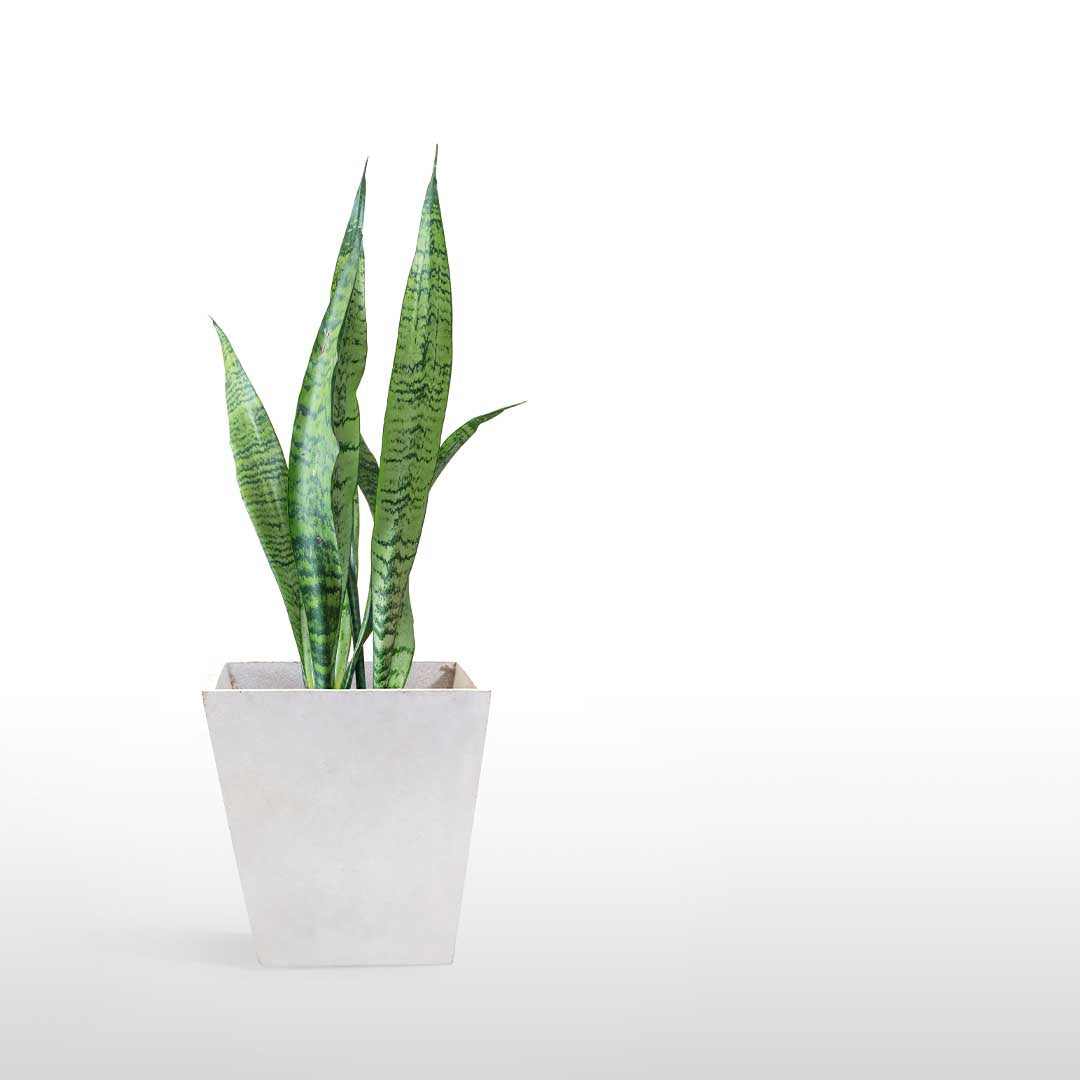 Sansevieria Trifasciata Zeylanica, 4" Pot, Includes Stylish Pot Cover