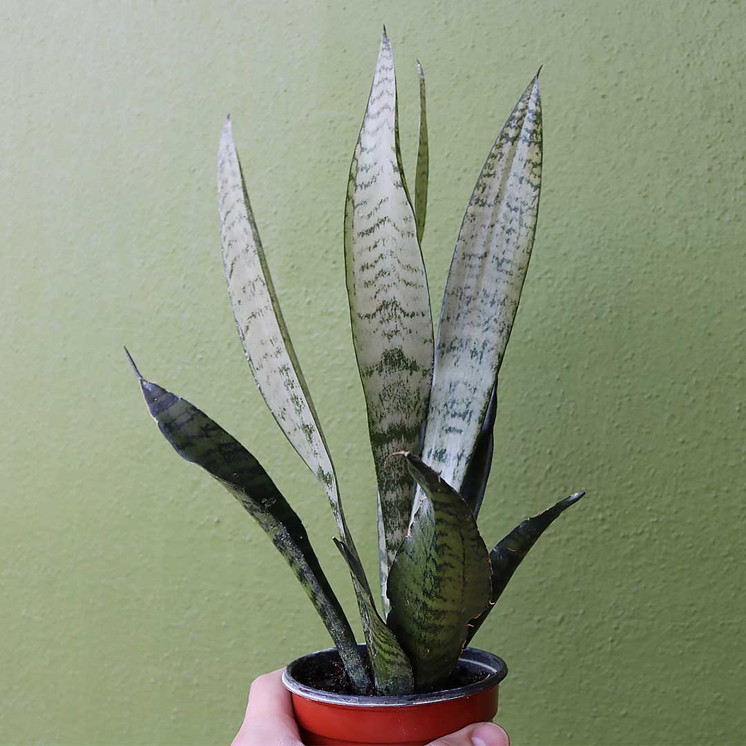 Sansevieria Trifasciata Zeylanica, 4" Pot, Includes Stylish Pot Cover