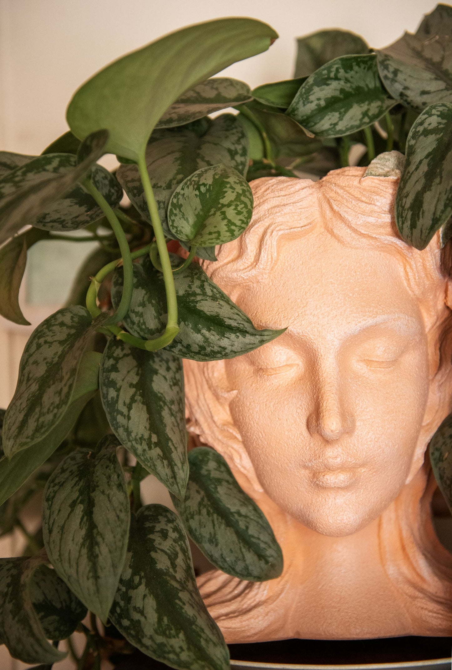 Silver Splash Pothos, 6"Pot