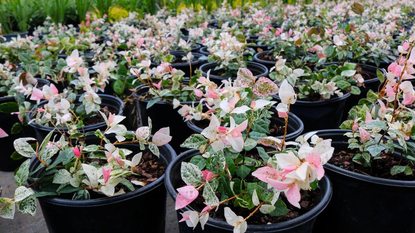 Jasmine Snow-N-Summer, 6" Pot