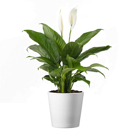 Spathiphyllum Flower Bunch Peace Lily, 4" Pot, Stylish Pot Cover Included