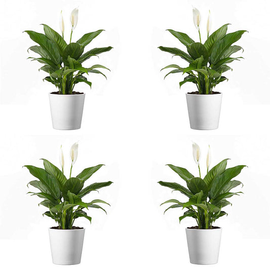 Spathiphyllum Flower Bunch Peace Lily, 4 Pack, 4" Pots, Stylish Pot Cover Included