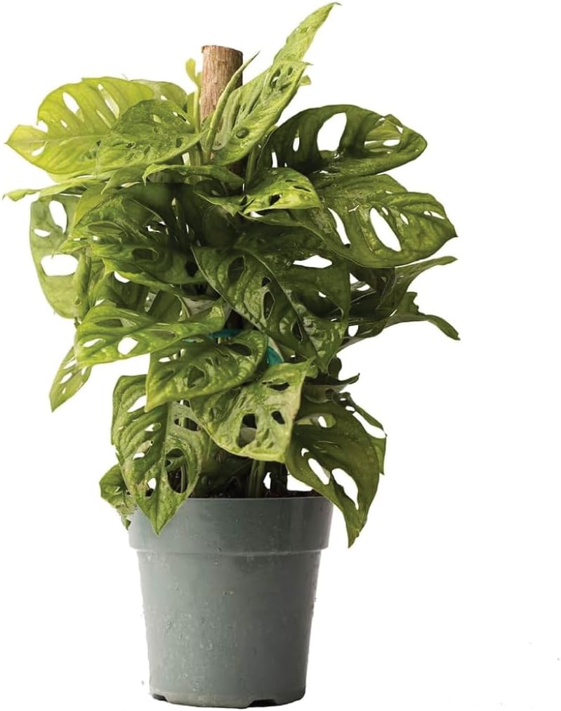 swiss cheese plant totem Buy a Monstera Adansonii Swiss Cheese Live Plant