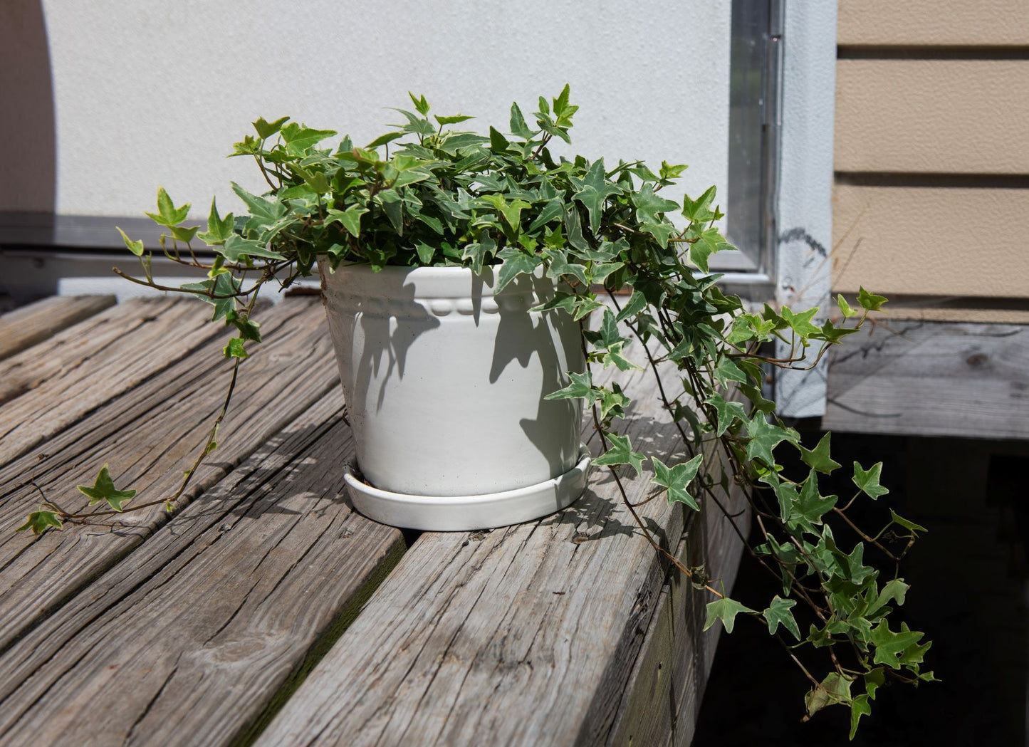 English Ivy Variegated, 6" Pot
