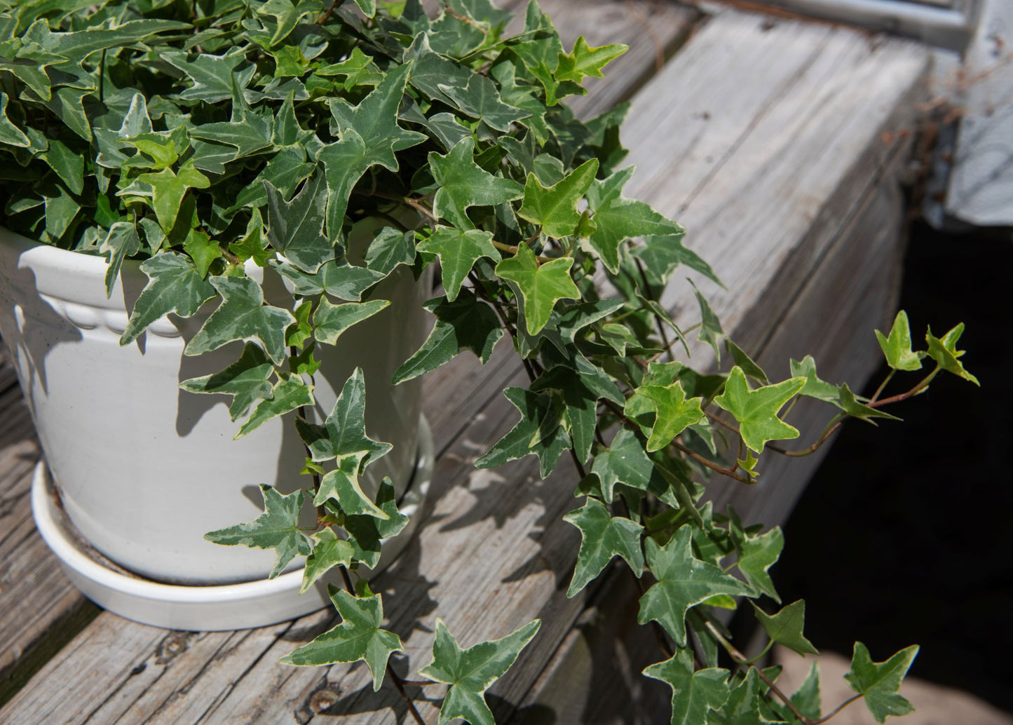 English Ivy Variegated, 6" Pot